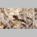 Mimesa lutaria - Grabwespe 03 8mm Sandgrube Niedringhaussee.jpg